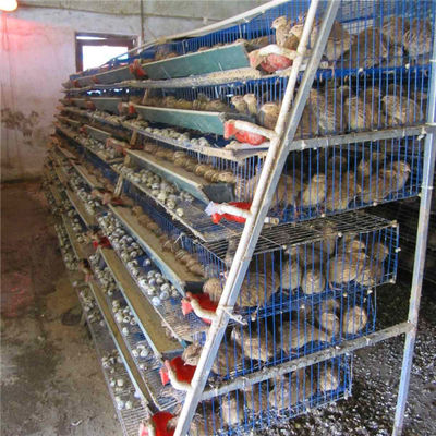 กรงนกกระทาชุบสังกะสีร้อนสำหรับการผลิตไข่ลวดเหล็ก Q235