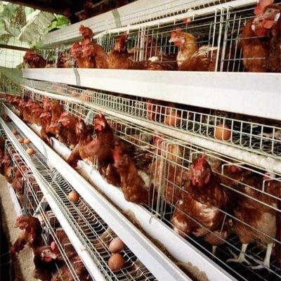 3/4 tier A Type Chicken Cage กรงไก่ไข่สำหรับฟาร์มสัตว์ปีก