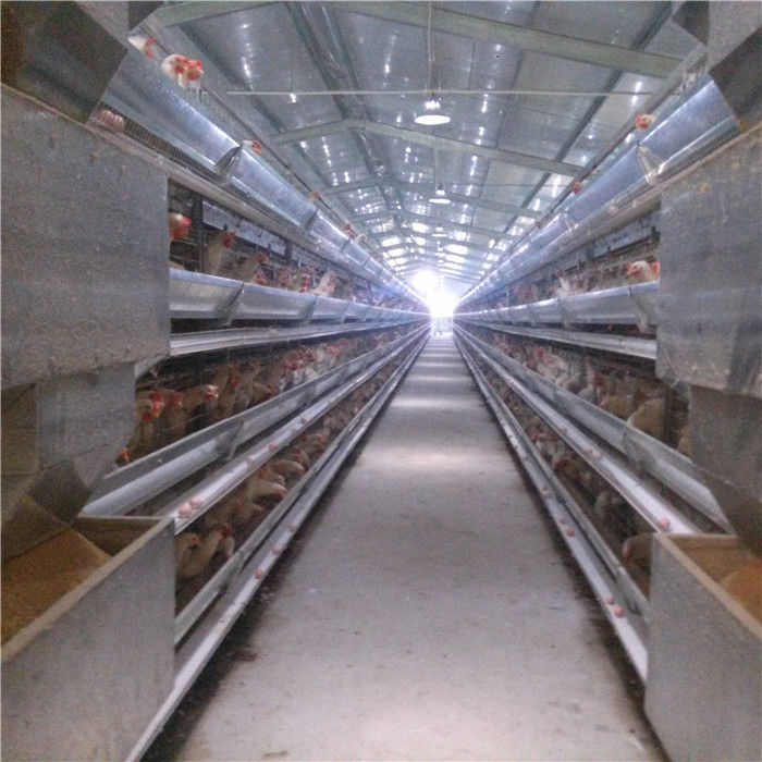 H Frame 256 ระบบกรงแบตเตอรี่นกในฟาร์มสัตว์ปีกทำความสะอาดอัตโนมัติ