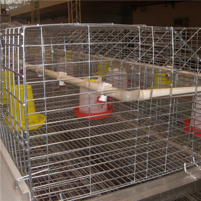 Q235 Steel Wire Baby Chick Cage 264 ระบบให้อาหารนกดื่ม