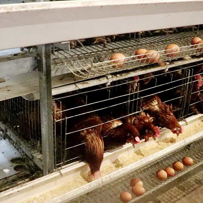 กรงไก่ชั้นทรงพลังสำหรับไข่ฟาร์มขนาดใหญ่ขายทำความสะอาดง่าย