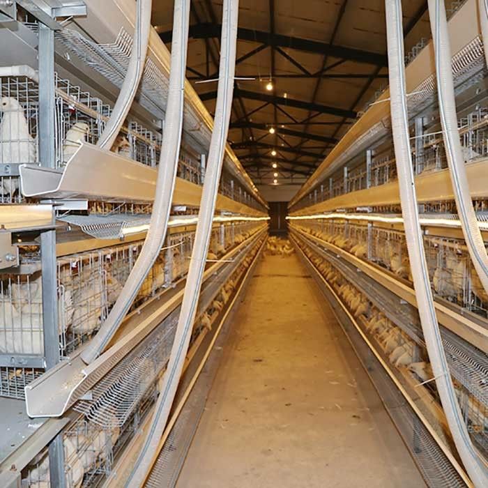 กรงไก่ชั้นฟาร์มความจุขนาดใหญ่พลังงานแบตเตอรี่จุ่มร้อนวัสดุ Gavalnized