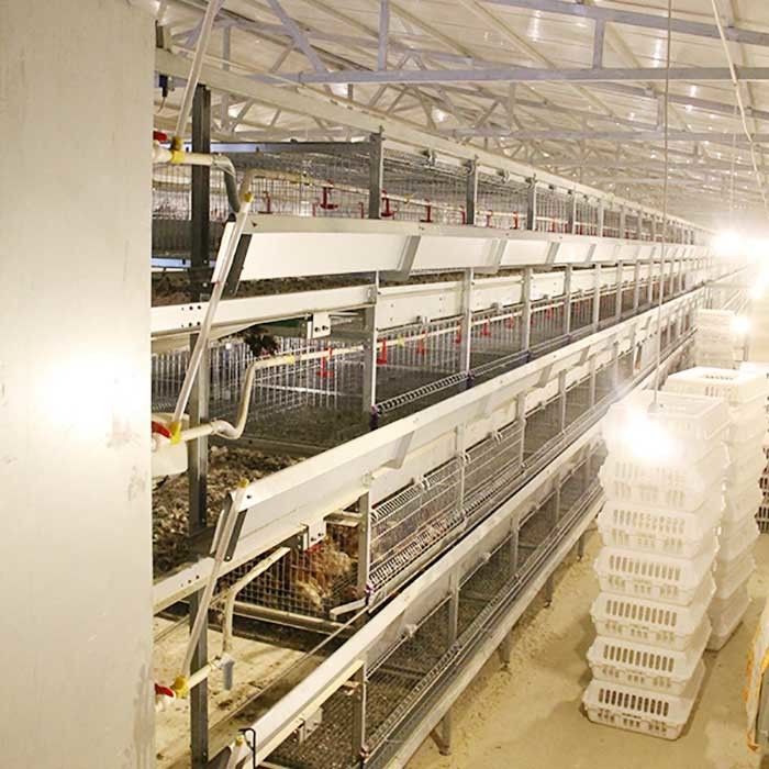 ฟาร์มลูกไก่ทรงพลังขนาดใหญ่ฟาร์มสีเงินสีขาวรับประกัน 1.5 ปี