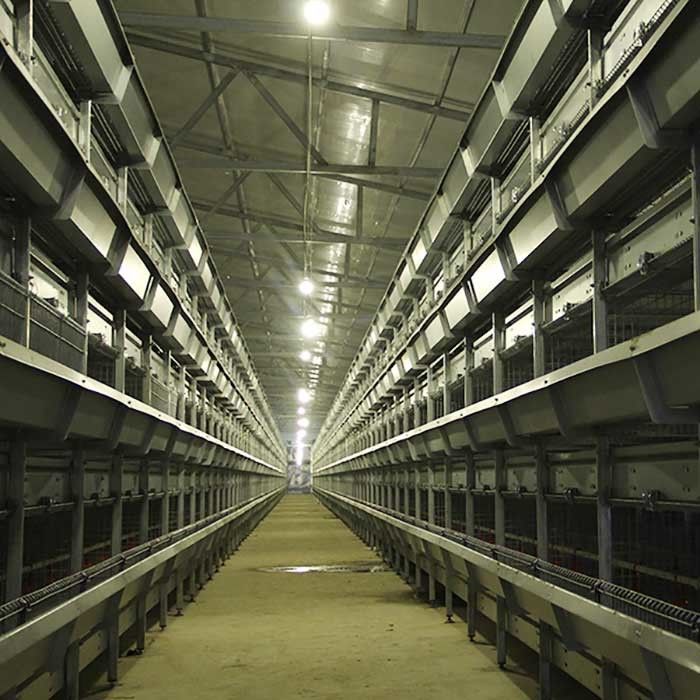 ลดการสิ้นเปลืองอาหารสัตว์ในกรงไก่ในร่ม, การให้อาหารอัตโนมัติในฟาร์มสัตว์ปีกในกรง