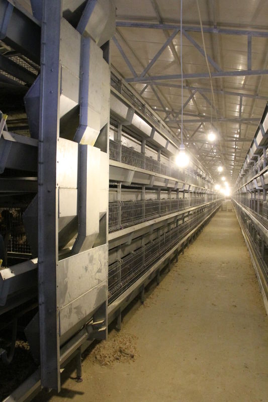 4 ชั้นไก่ไข่สัตว์ปีกฟาร์มกรงจุ่มร้อนชุบสังกะสีเดินเครื่องป้อน