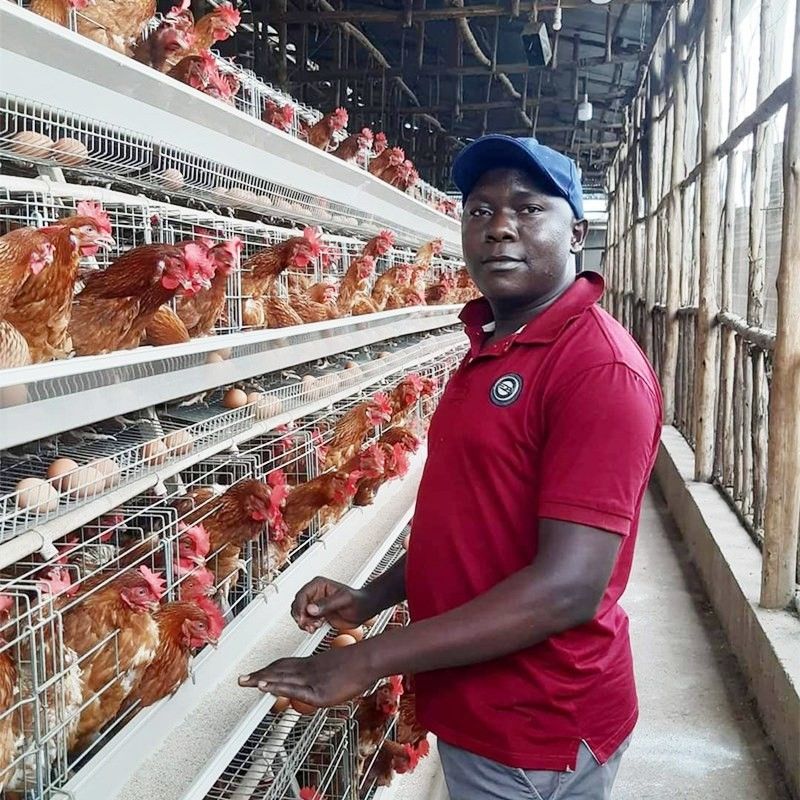 3/4 tier A Type Chicken Cage กรงไก่ไข่สำหรับฟาร์มสัตว์ปีก