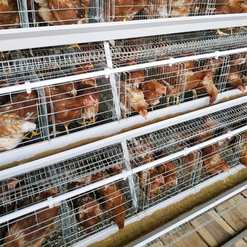 3/4 tier A Type Chicken Cage กรงไก่ไข่สำหรับฟาร์มสัตว์ปีก