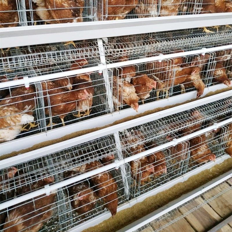 90/96/120/128/160 นกวางสัตว์ปีกไก่กรงระบบ Farming A ประเภท 3/4 ชั้นแบตเตอรี่กรง