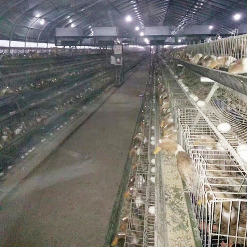 อุปกรณ์การเลี้ยงสัตว์ปีก/กรงไข่/กรงเป็ดเหล็กสำหรับฟาร์มมาเลเซีย