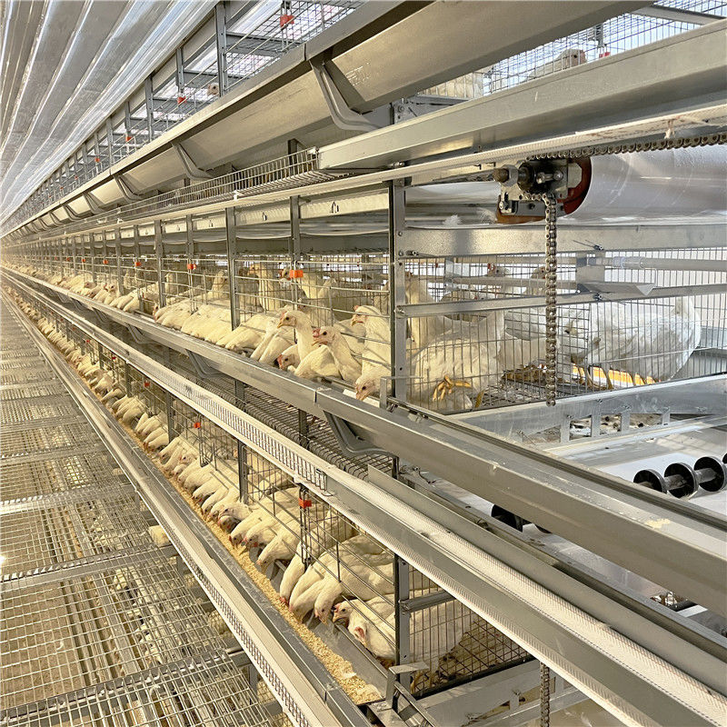 การเลี้ยงสัตว์ปีกกรงไก่ไข่ชุบสังกะสีสำหรับนก 5,000 ตัว