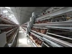 Farm Raising Layer Chicken Cage Labor Saving With Lighting