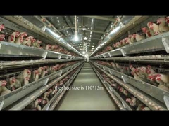 Antirust Egg Layer Chicken Cage With Feeding Drinking System